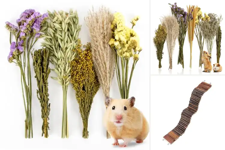 Detailed view of Best Cage Decoration Accessories: Top 10 Fun & Safe Picks