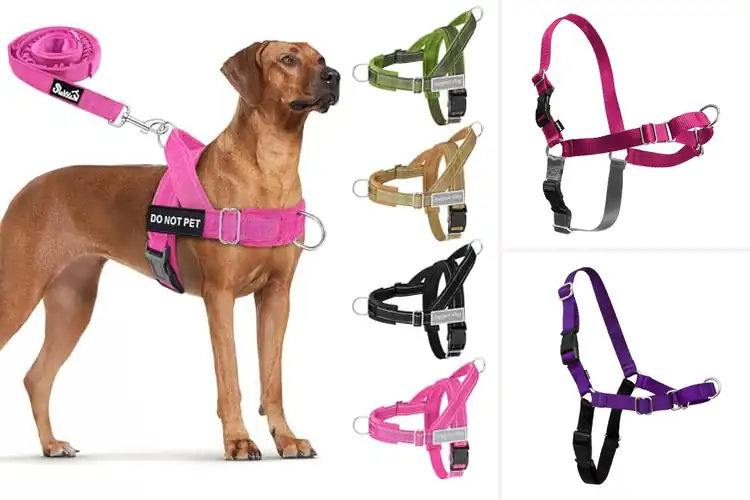 Detailed view of Best Daily Dog Walking Harnesses: 10 Top Picks
