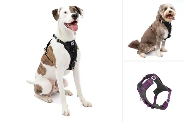 Detailed view of Best Dog Harnesses With Lifetime Warranties