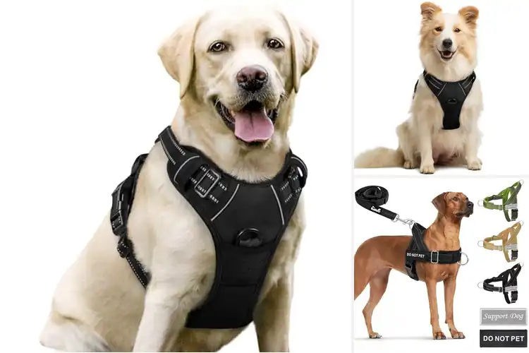 Detailed view of Best Padded Dog Harnesses